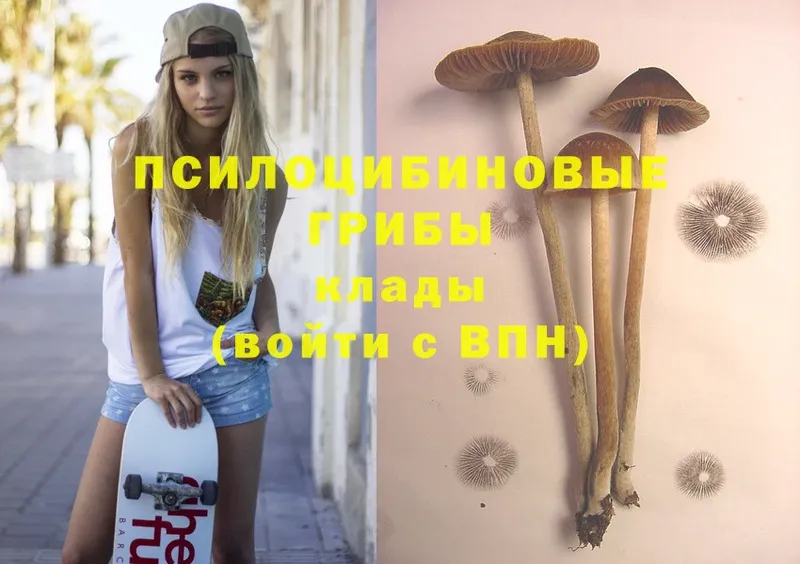 Галлюциногенные грибы Psilocybine cubensis  Жиздра 